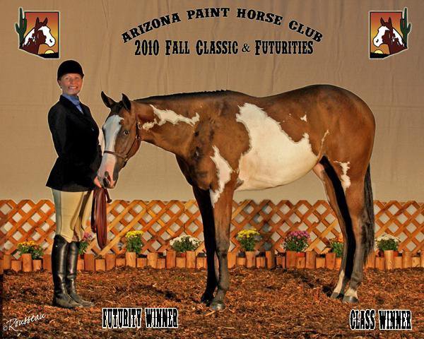 Brassy Acres Paint and Quarter Horses and AKC Miniature American Shepherds - Coloured Stallion
